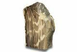 Polished, Petrified Wood (Metasequoia) Stand Up - Oregon #263729-1